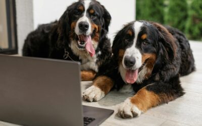 The Best Fluffy Dogs for Your Perfect Companion Experience
