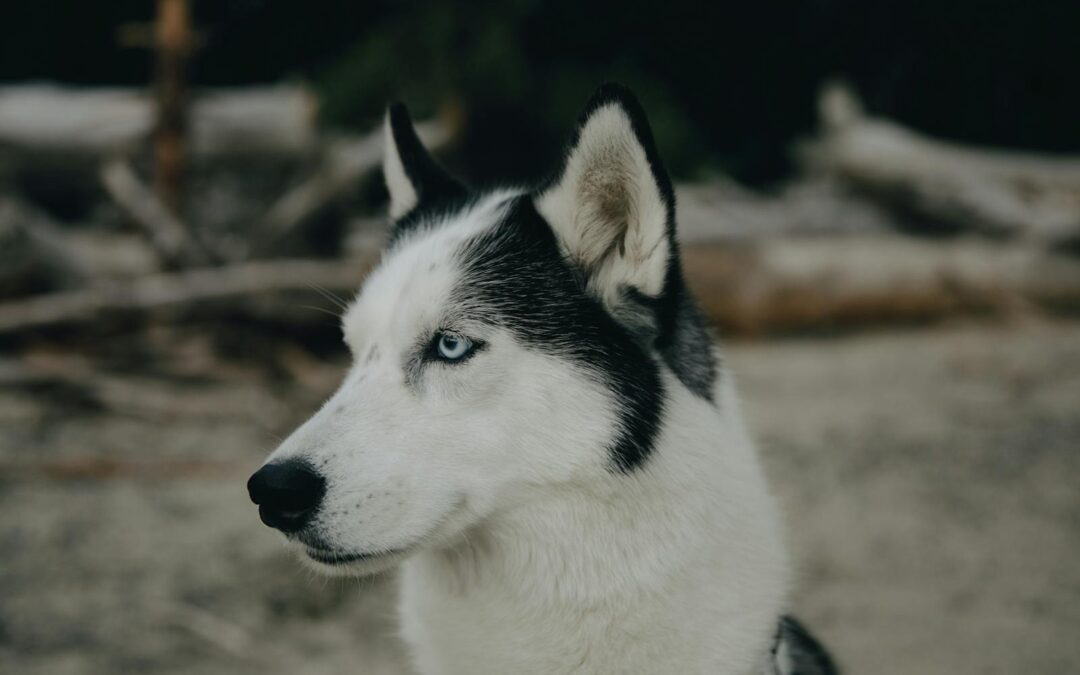 All About High Protein Dog Food for Healthy, Happy And Active Dogs