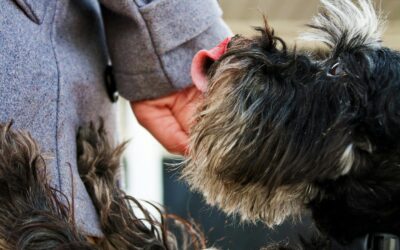 Why Does My Dog Lick Me So Much? Understanding Your Pup’s Behavior