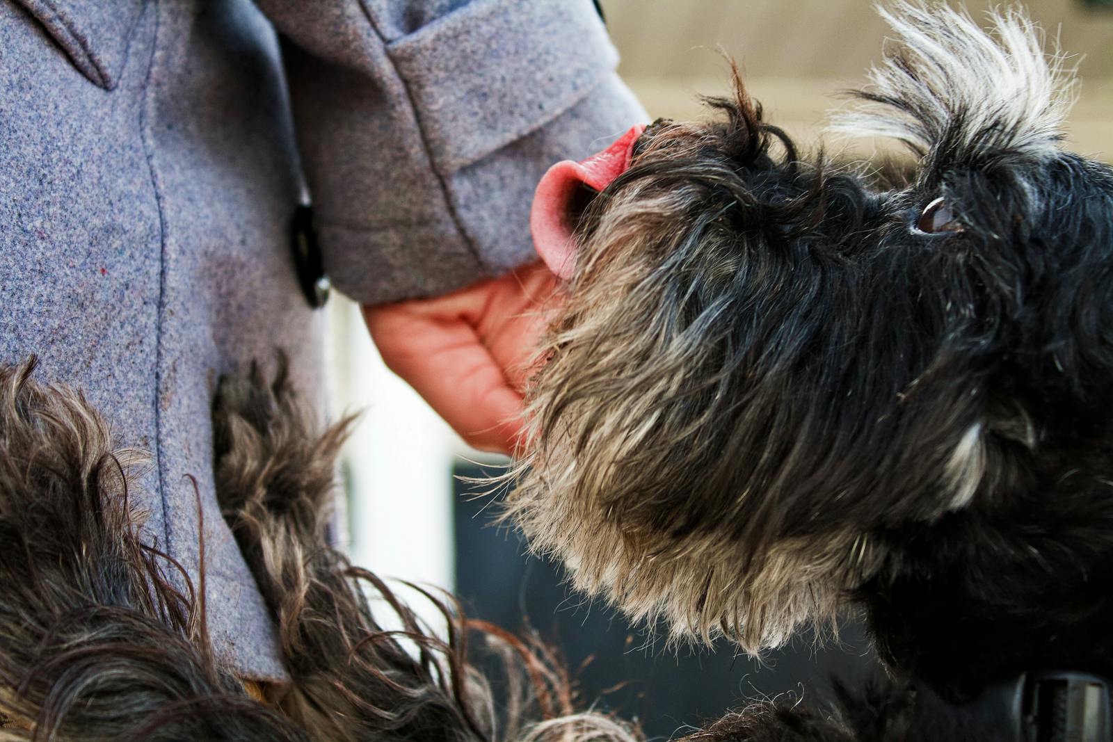 why does my dog lick me so much