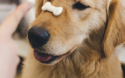 Let’s Find The Best Puppy Training Treats for Effective Learning and Rewards