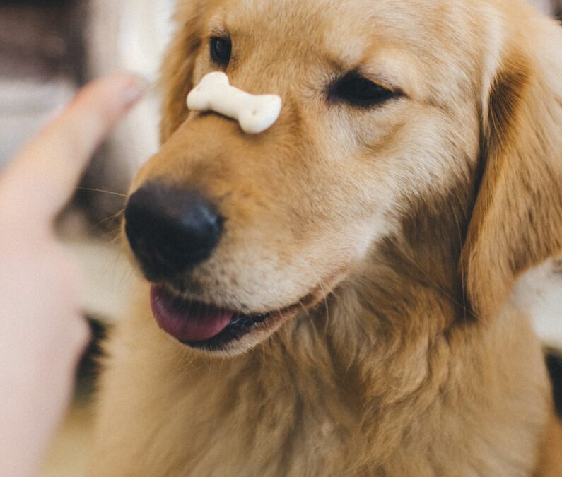Let’s Find The Best Puppy Training Treats for Effective Learning and Rewards