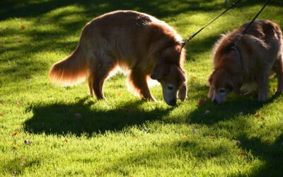 Why Do Dogs Eat Poop? Causes, Risks, and How to Stop It