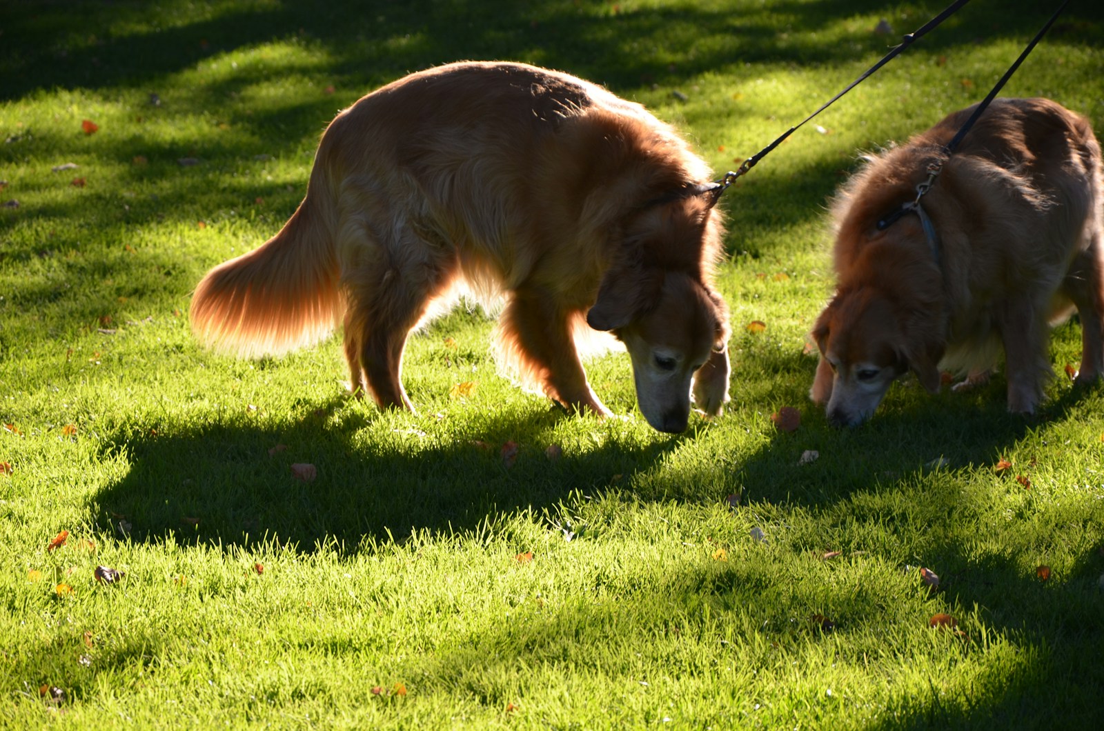 why do dogs eat poop