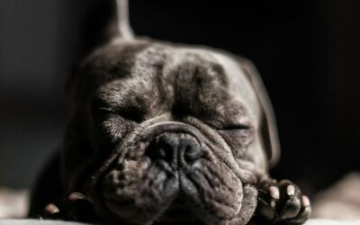 What is Giardia in Dogs? Signs, Treatment, and Prevention For Your Furry Family
