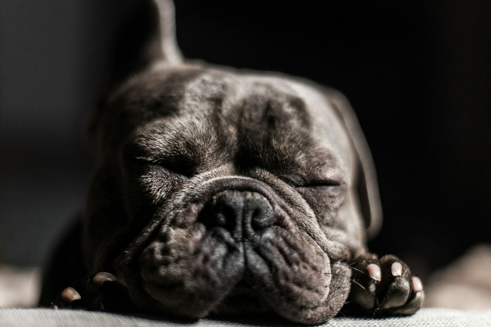 what is giardia in dogs