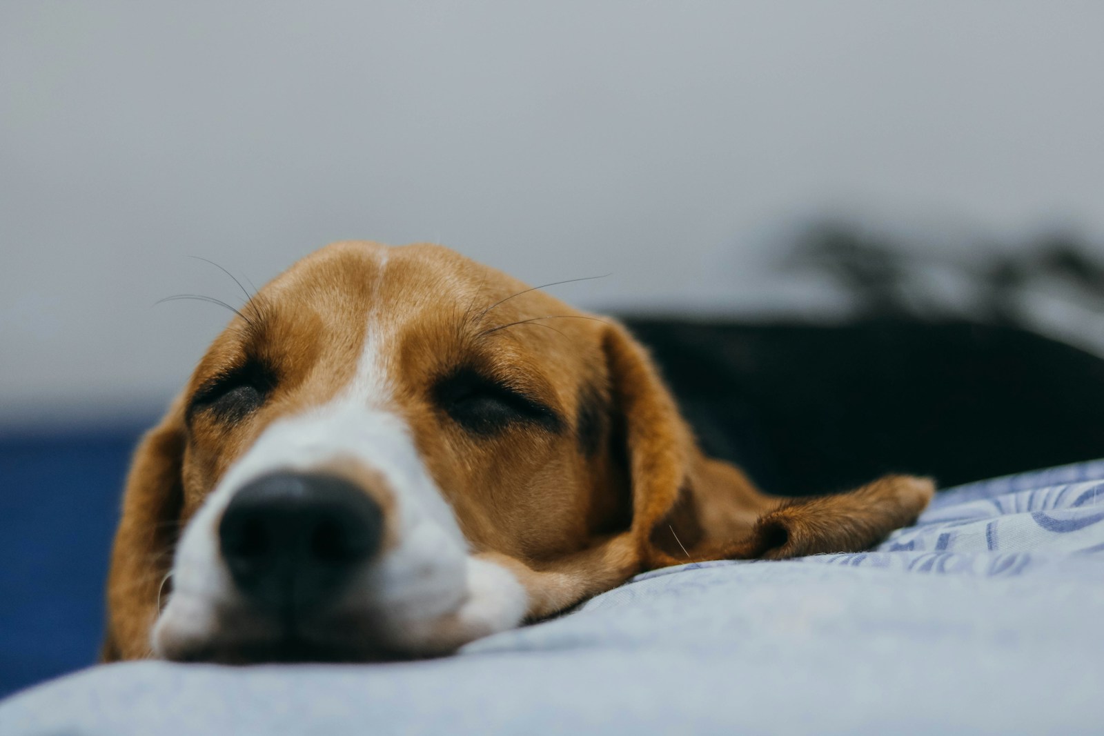 giardia symptoms in dogs