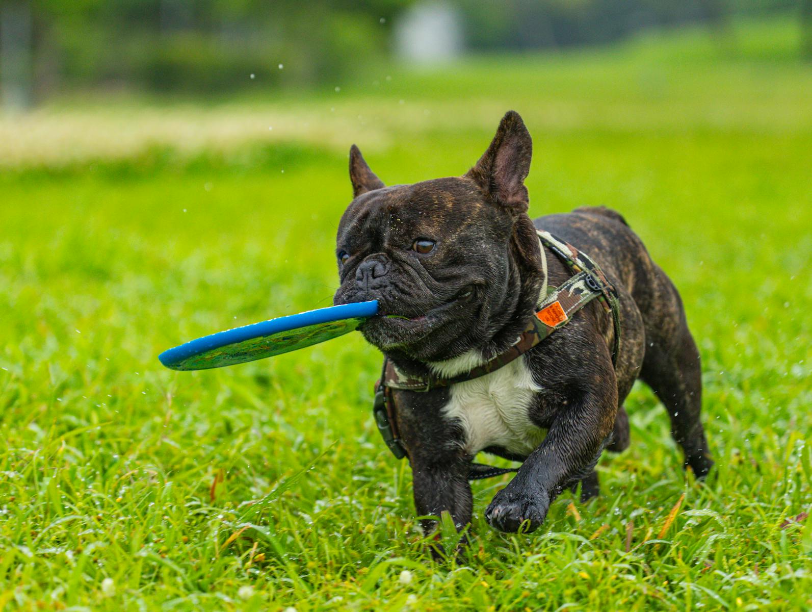 kennel cough symptoms