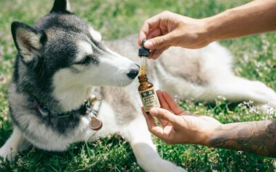 The Best Omega Oil for Dogs: Essential Benefits and Choosing Tips