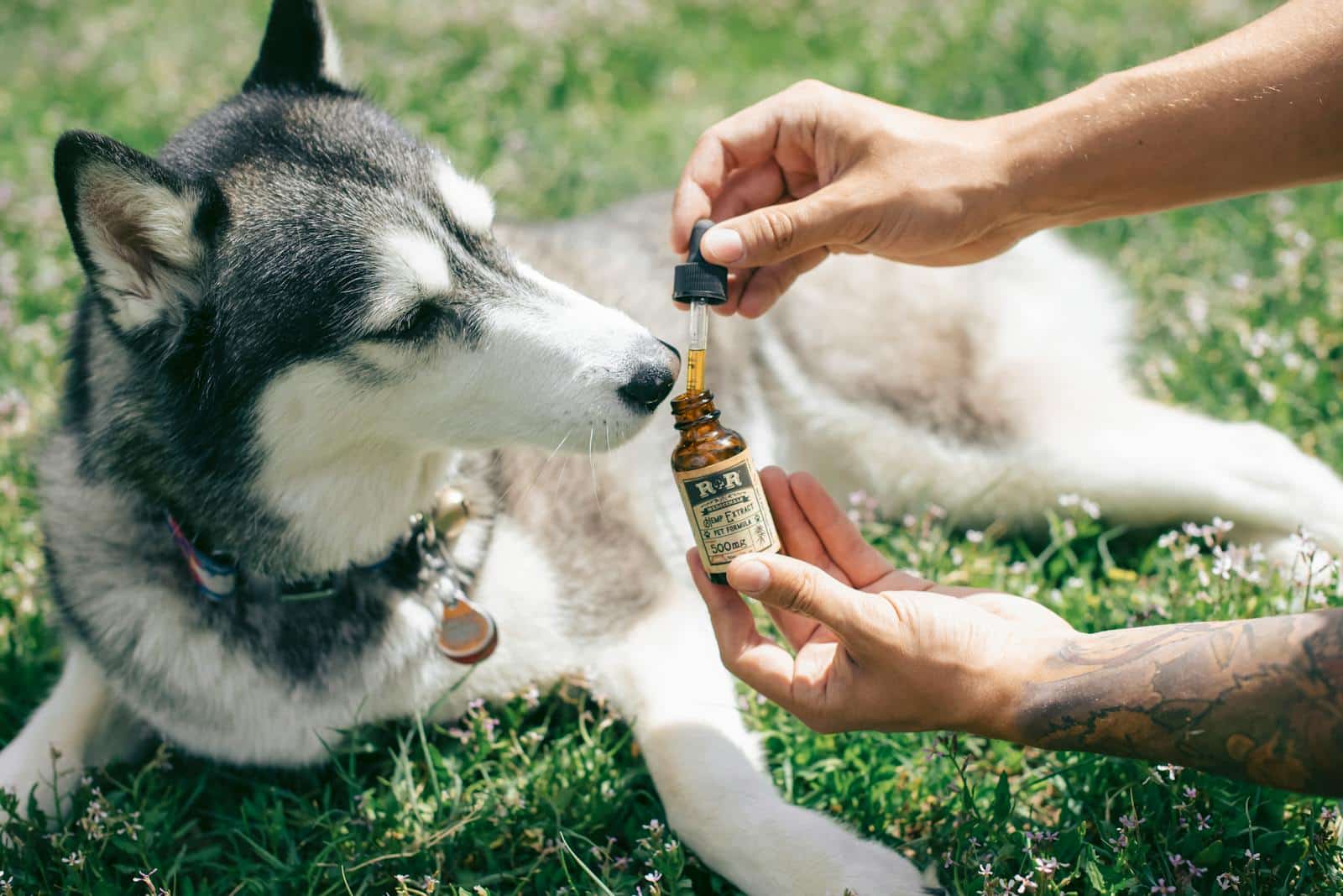 omega oil for dogs