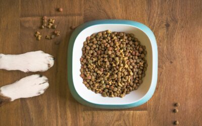 Why Is My Dog Not Eating His Food? Possible Reasons and Solutions
