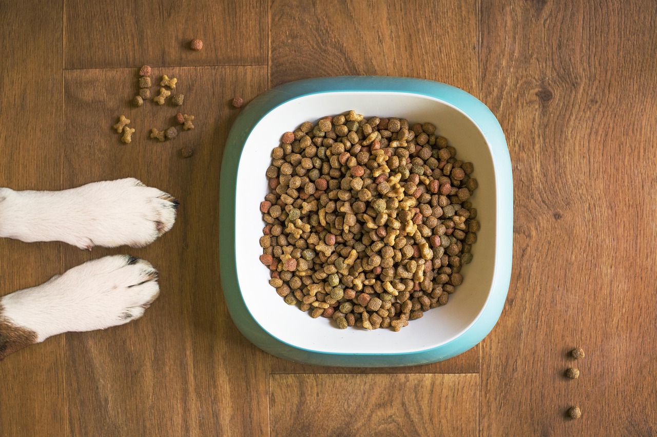 why is my dog not eating his food