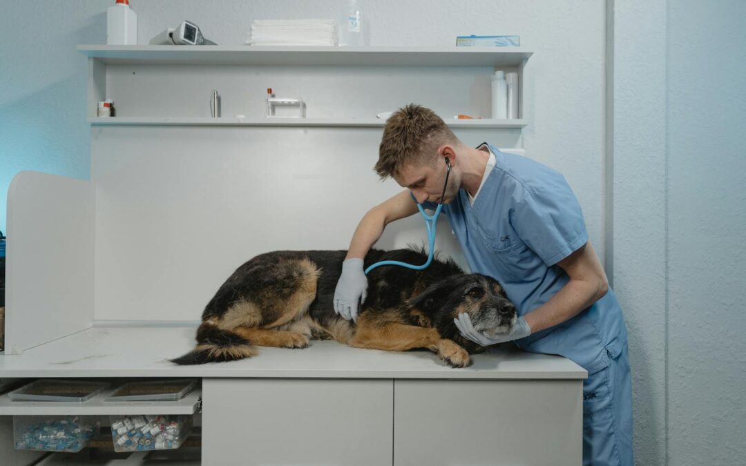 Understanding Ring Worms in Dogs: Signs, Causes, and Treatment Options