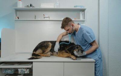 Understanding Ring Worms in Dogs: Signs, Causes, and Treatment Options