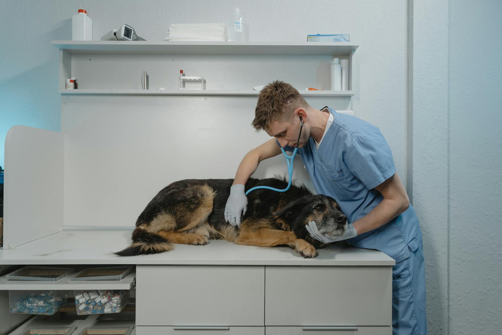 ring worms in dogs