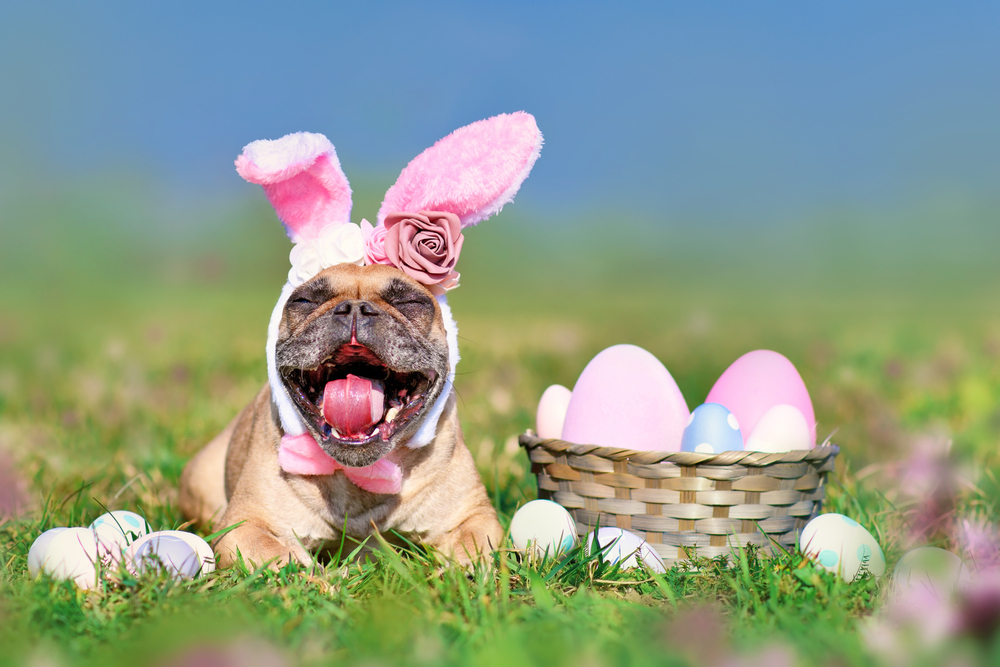 Dog photos with the Easter Bunny
