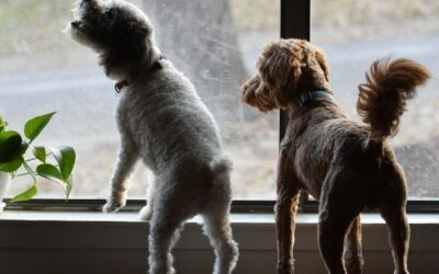 How to Stop Dog from Barking (Without Losing Your Mind)