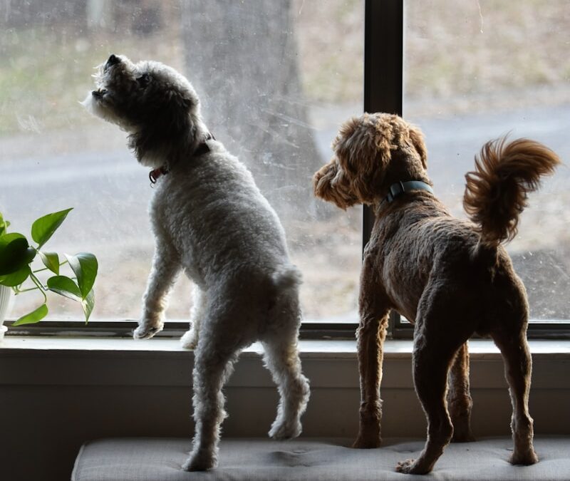 How to Stop Dog from Barking (Without Losing Your Mind)