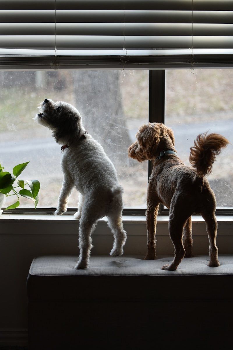 how to stop dog from barking