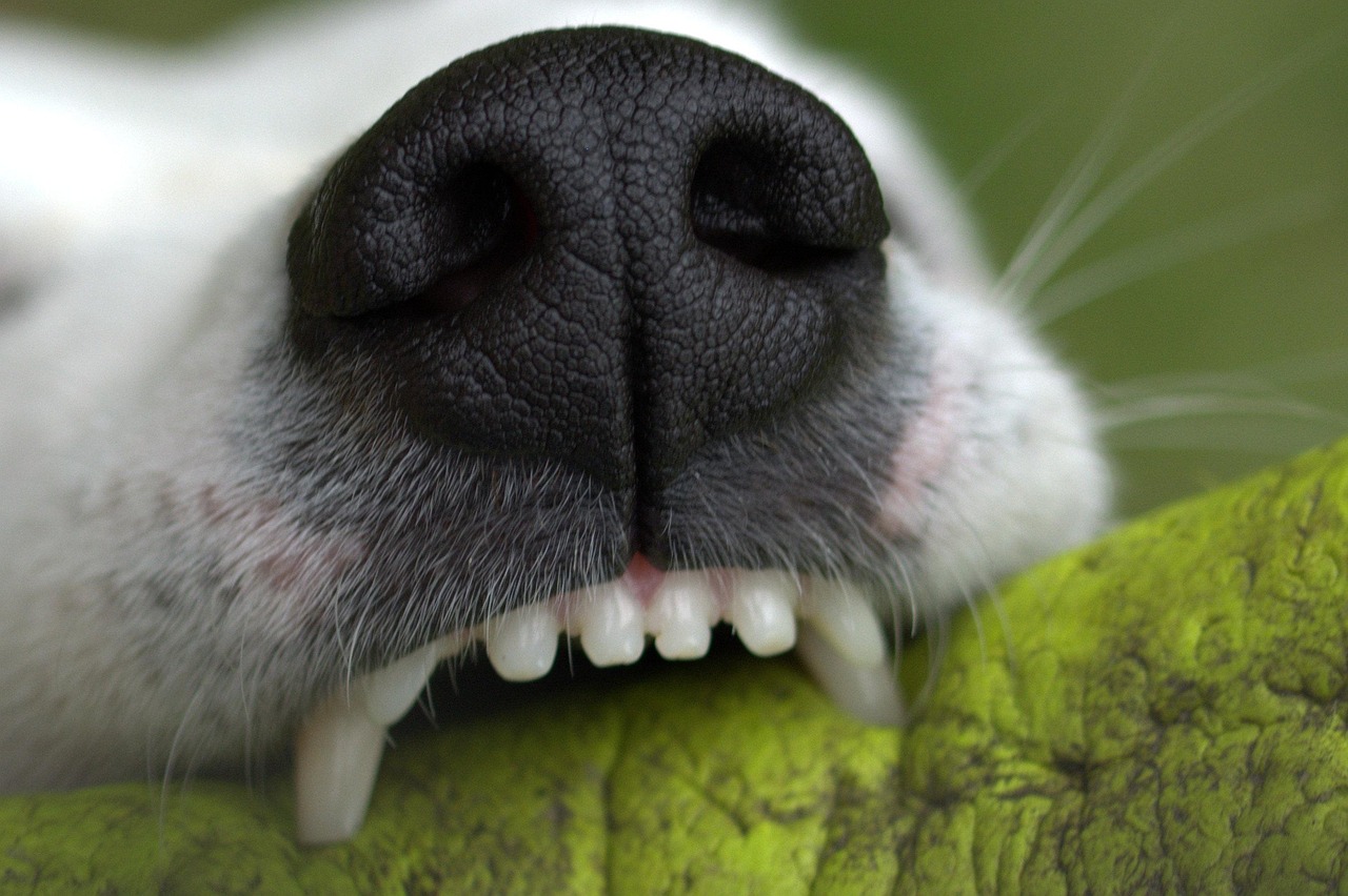 how many teeth does a dog have