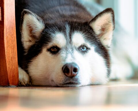 What Color Do Dogs See? Discovering Canine Color Vision Explained