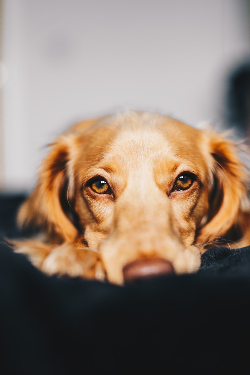 how does a dog get ringworm