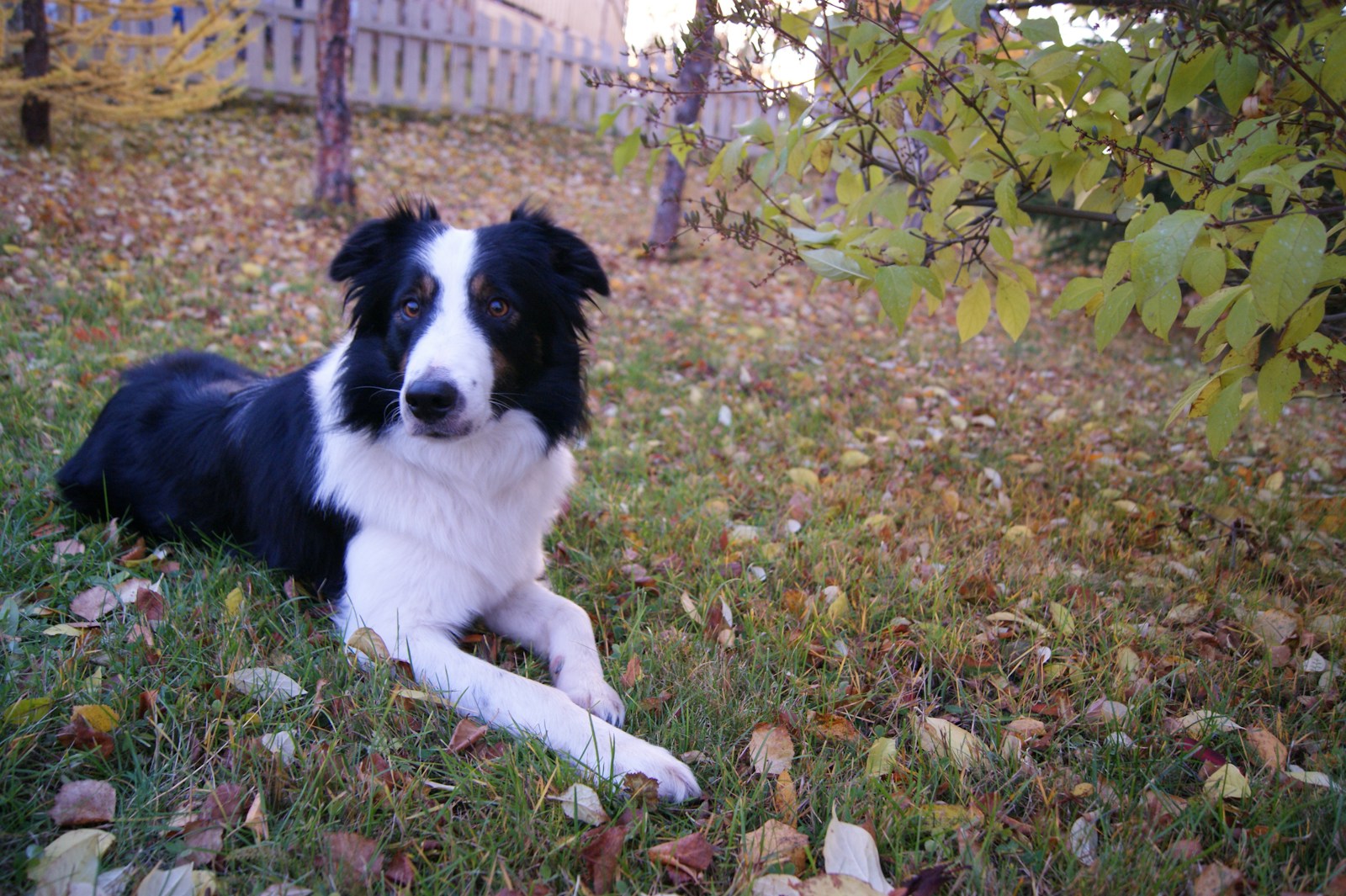 pet friendly weed killer