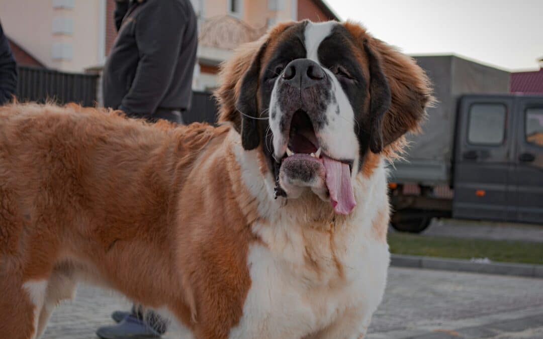 The Best Big Fluffy Dog Breeds You’ll Adore and Want to Cuddle