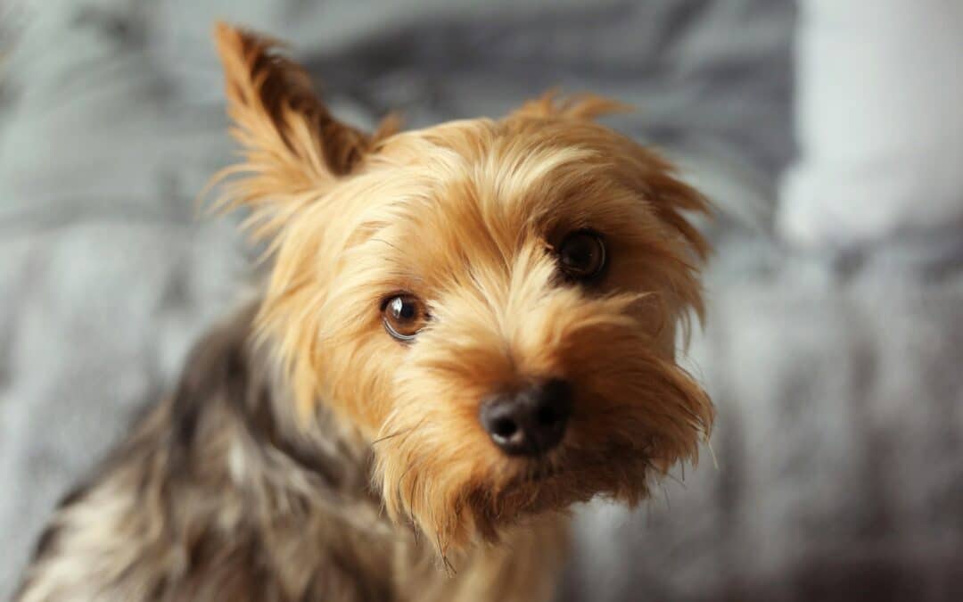 Small Dogs with Big Personalities: A Guide to Small Breeds