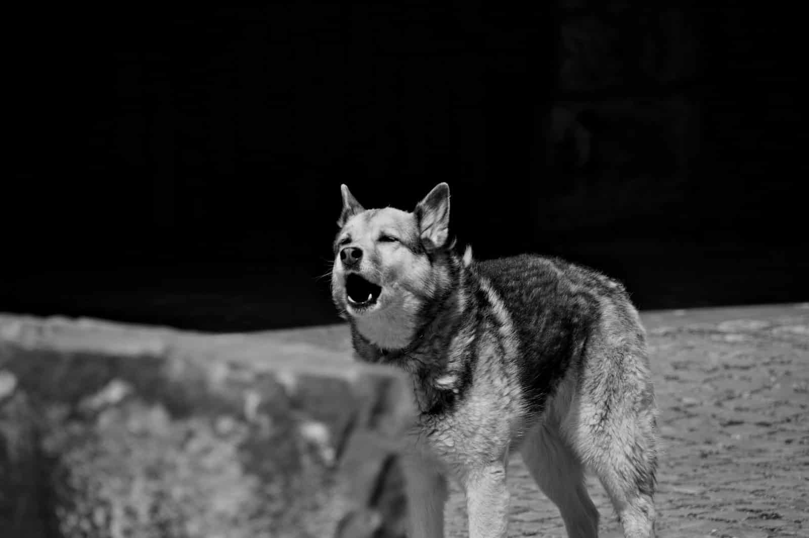a wolf standing on a rock