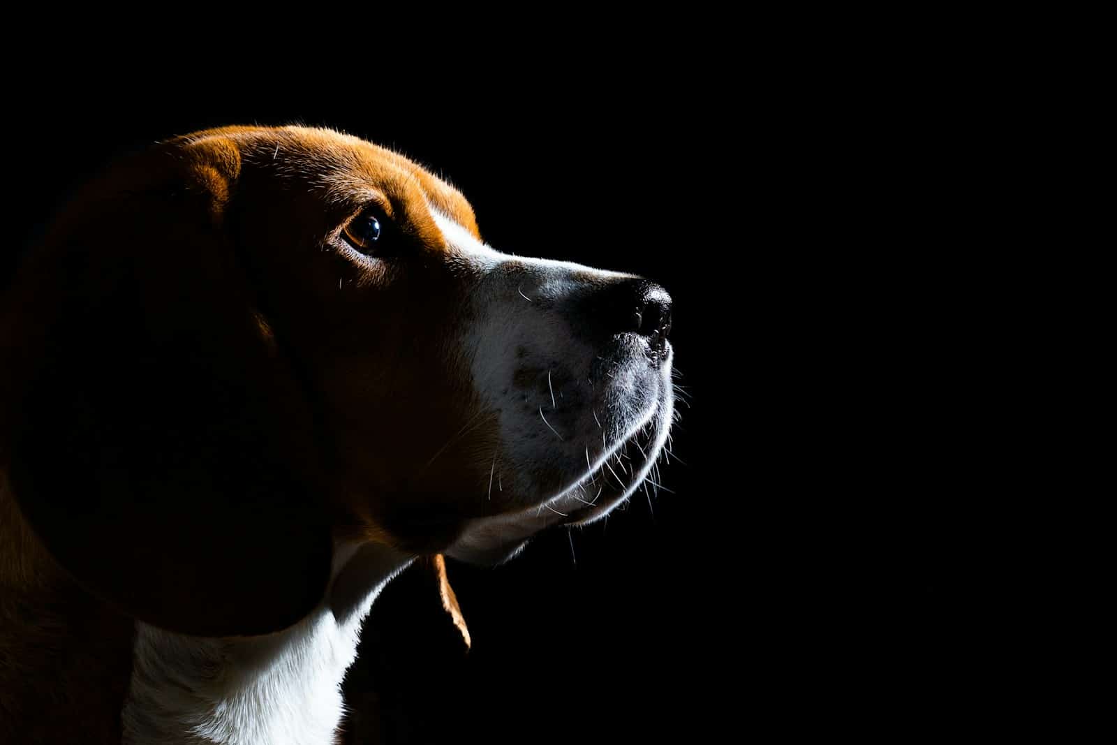 brown and white short coated dog