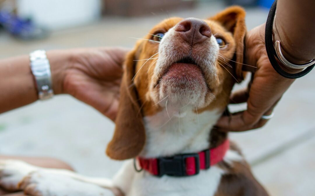 How to Get Rid of Ear Mites in Dogs: Effective Treatments and Tips
