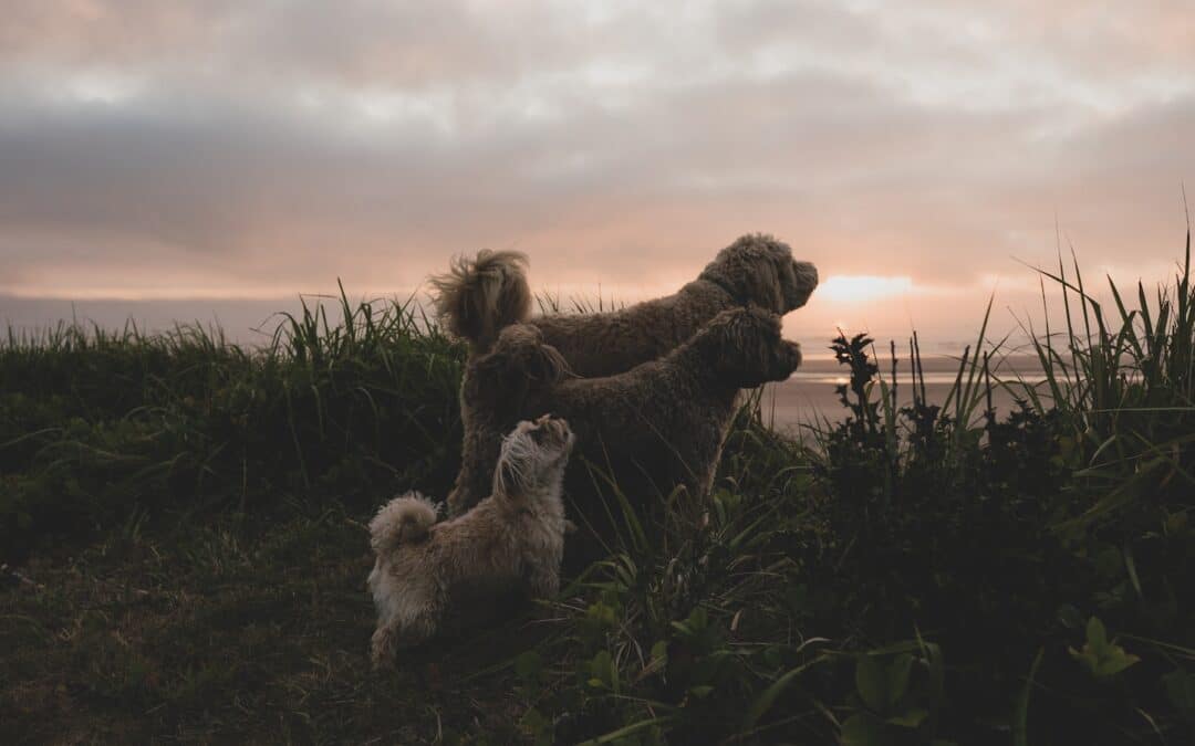 Why Do Dogs Howl? Understanding Your Pup’s Ancient Language