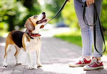 dog on leash