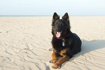 dog on sand