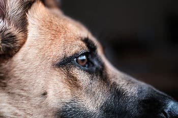 german shepherd profile