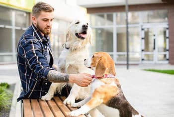 dogs on bench with owner