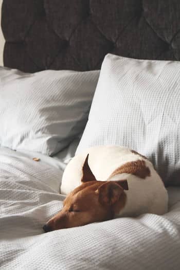 dog sleeping in bed