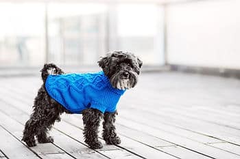 dog with sweater on