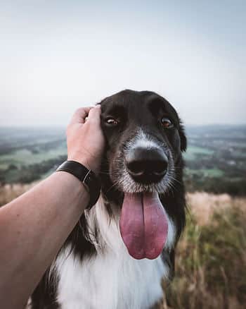 black and white dog with tongue out