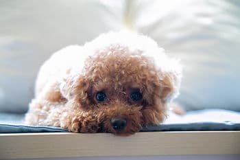 Miniature Poodle