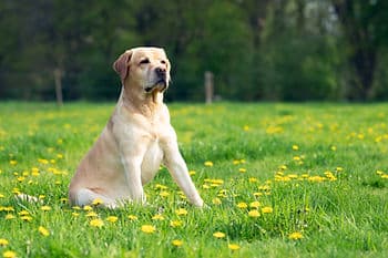 dog sitting in field