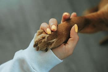 person holding dog's paw
