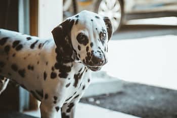 Dalmatian puppy