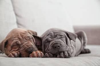 puppies sleeping