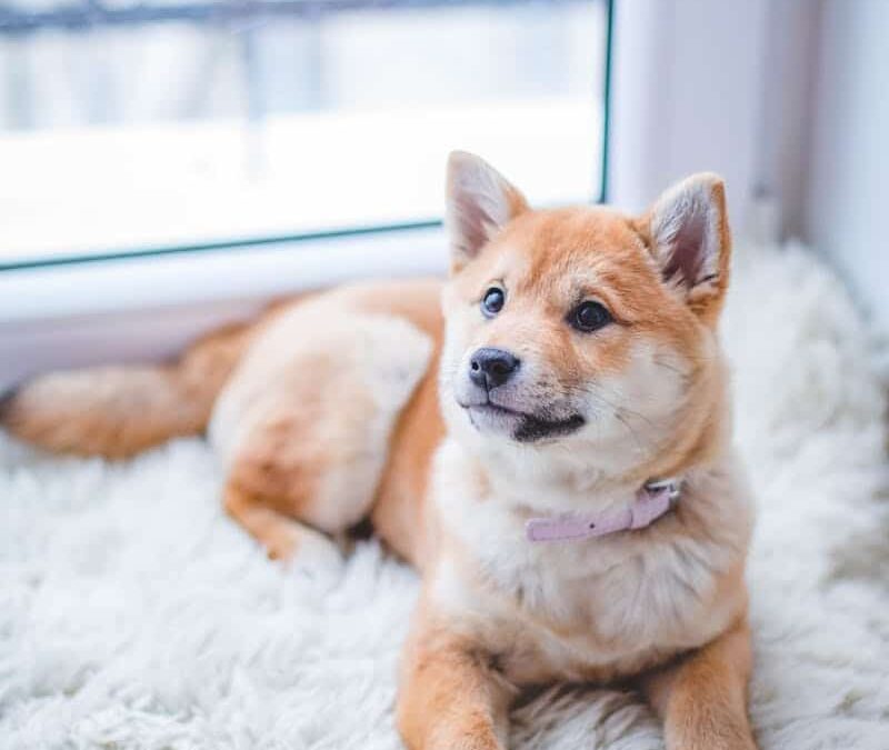 Dogsitting 101: More Than Just Watching Pets