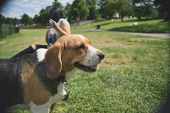 dog with owner in dog park