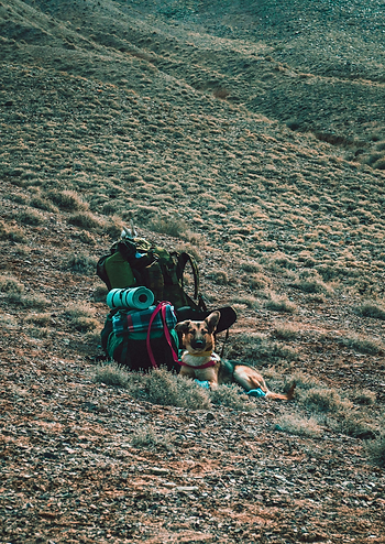 hiking with dog