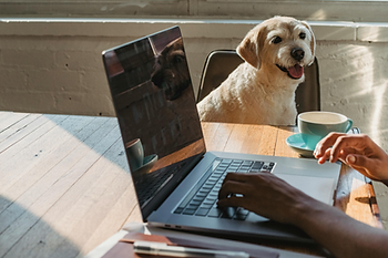 dog, coffee cup, on computer