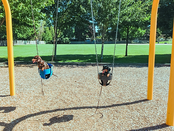 Happy dogs on swings